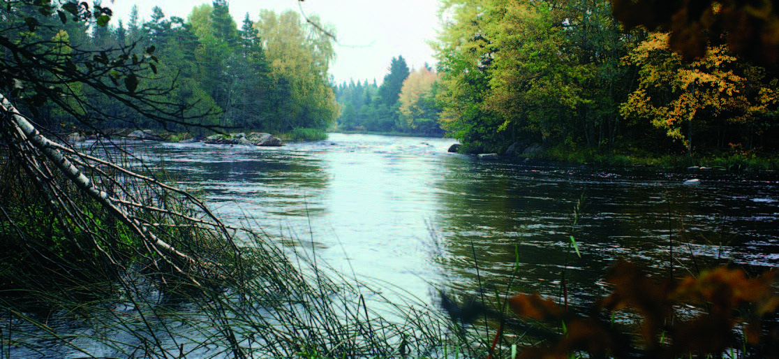 Emåen i Sverige huser nogle af verdens største havørreder