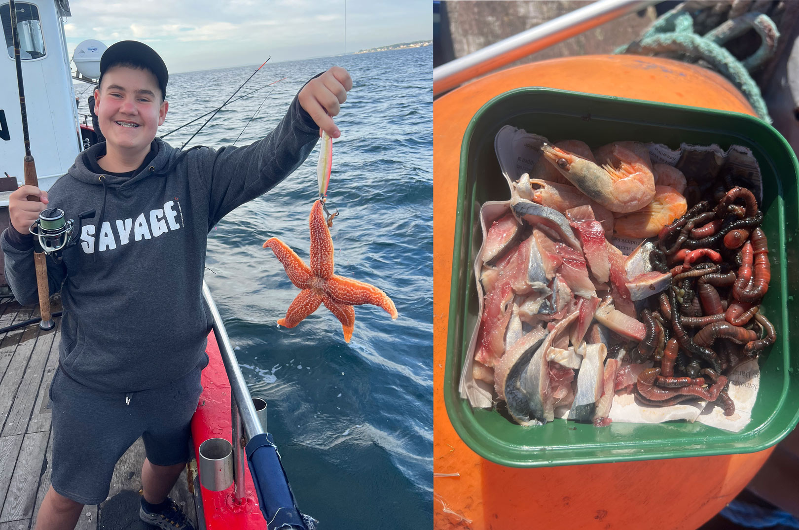 søstjerne og agn til artsfiskeri