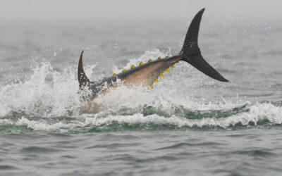 TUN-UPDATE: OTTE TUN PT MÆRKET OG GENUDSAT VED LÆSØ