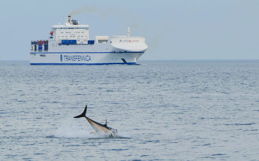 Springende tun i Øresund - foto: hunt-n-fish_scandinavia