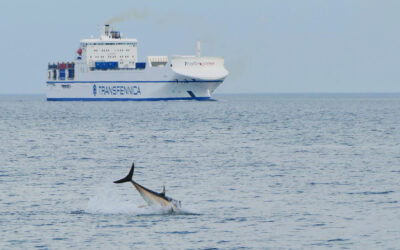 KVOTE TIL LANDING AF DANSKE LYSTFISKERTUN I 2025