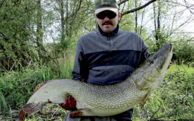 GIGANTGEDDER I TYSKLAND