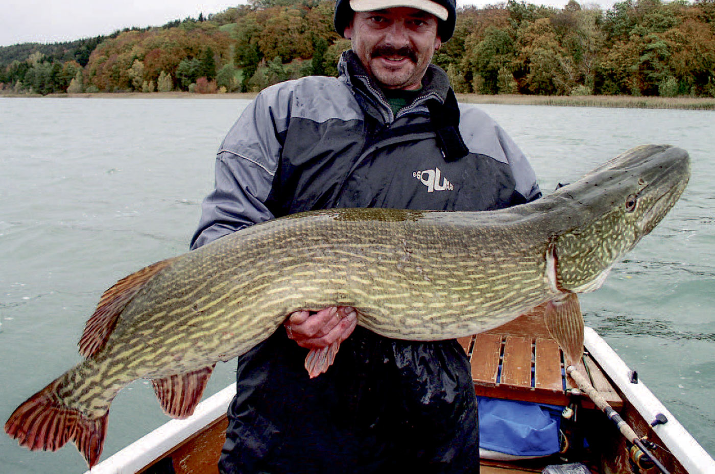Kæmpegedde fra den tyske sø Wanging