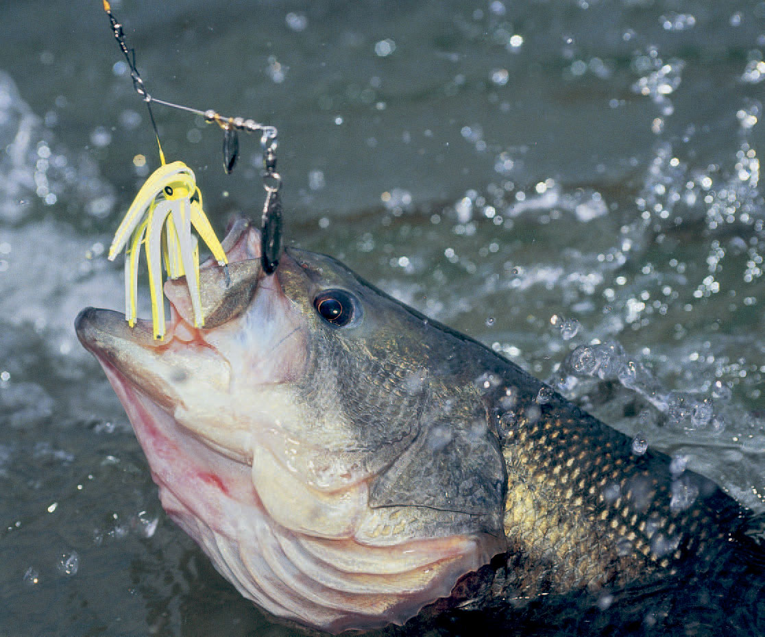 Black bass fra Ebrofloden i Spanien.