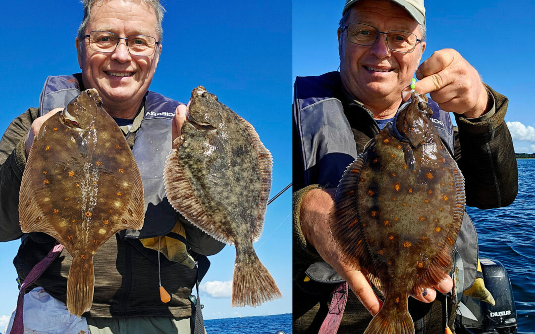 fladfisk Langelandsbæltet