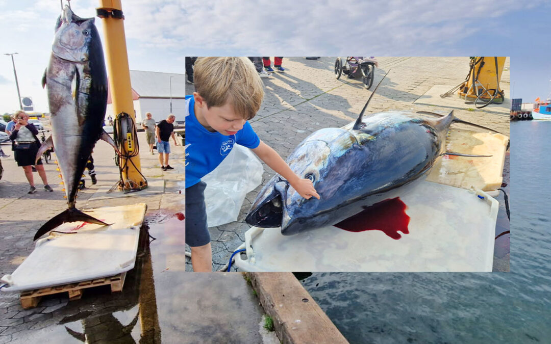 Fiskeri efter kvotetun ved Gilleleje