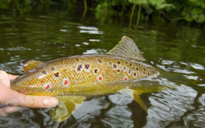 BÆKØRRED I TVERSTED Å – EN SUCCES HISTORIE