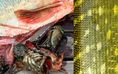 DAIWA OPEN 2025: GEDDER TIL KREBSEKALAS