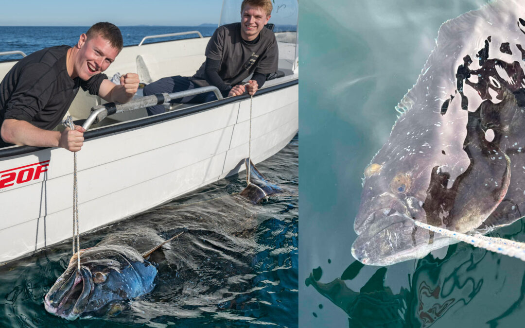 kæmpehelleflynder fra Norge