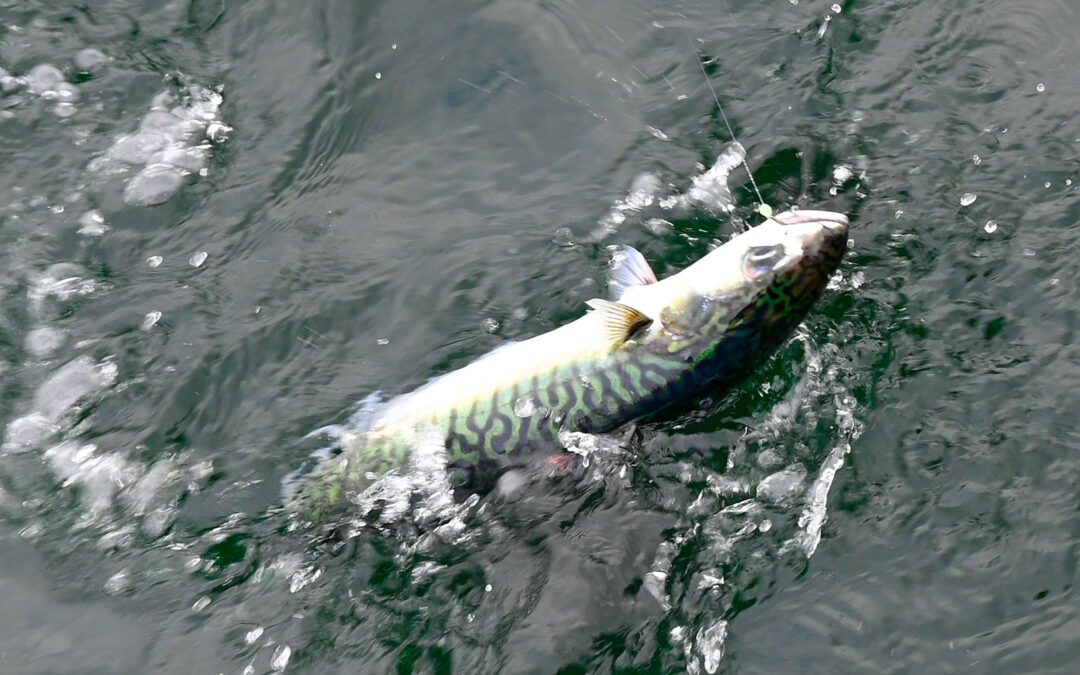 Makrelbestanden kan kollapse hvis ikke overfiskeri stoppes.