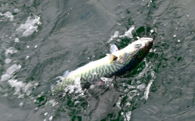 ICES: MAKREL POPULATIONER I FARE FOR KOLLAPS VED FORTSAT OVERFISKERI