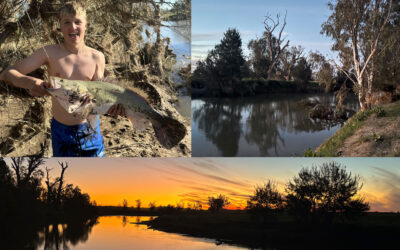 DAIWA OPEN DOWN UNDER: MURRAY COD MED SMAG FOR KYLLINGEHALSE