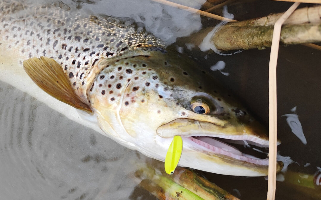 68 centimeter var den sørred Nikolaj Kaas fangede i grusgraven