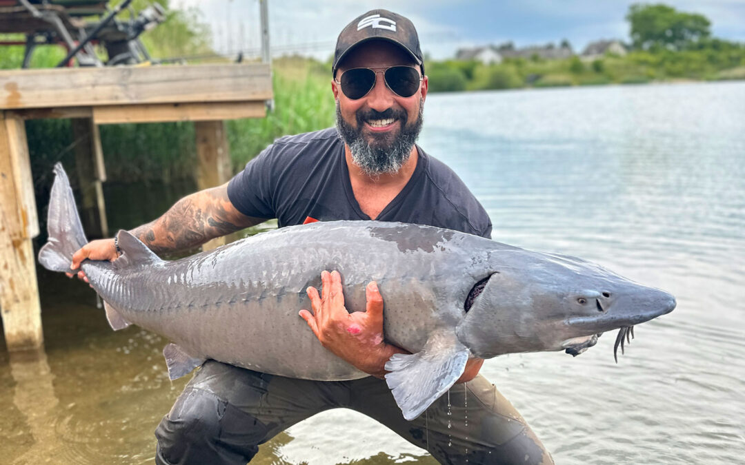 Sibirisk stør fanget i Nordvestsjællands Fiskepark