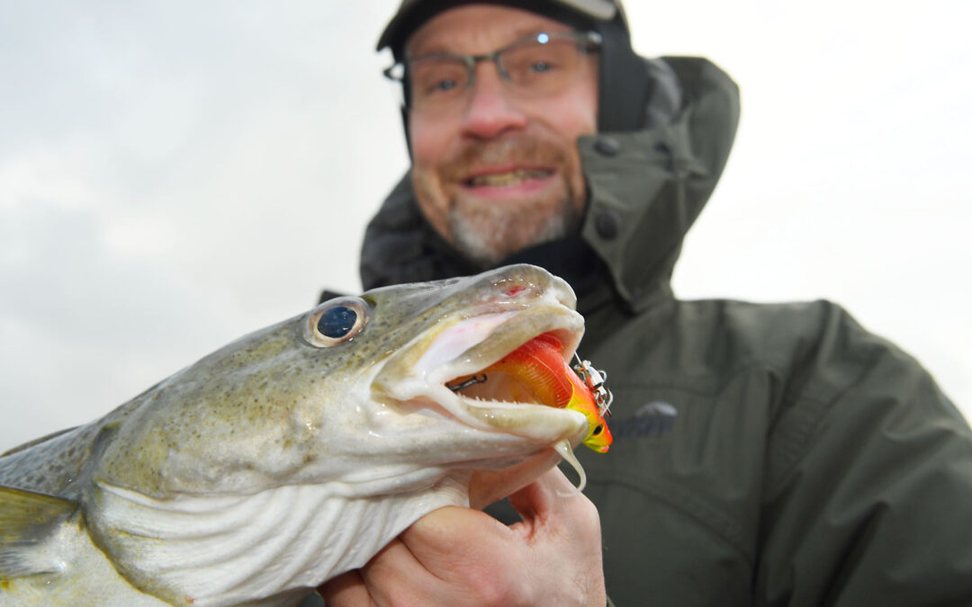 ICES anbefaler en kvote på 0 torsk i 2026 i alle danske havområder