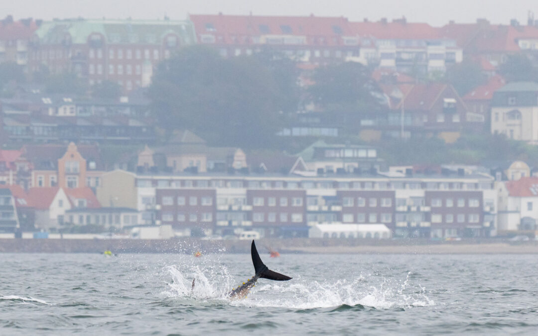 Springende tun i Øresund