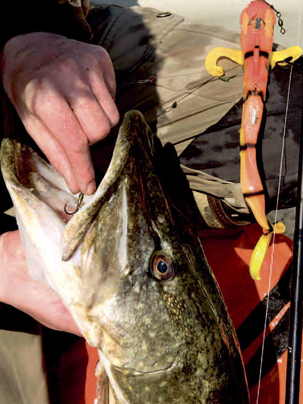 MAGNET RIGS TIL GEDDER & HAVØRREDER - Fisk & Fri