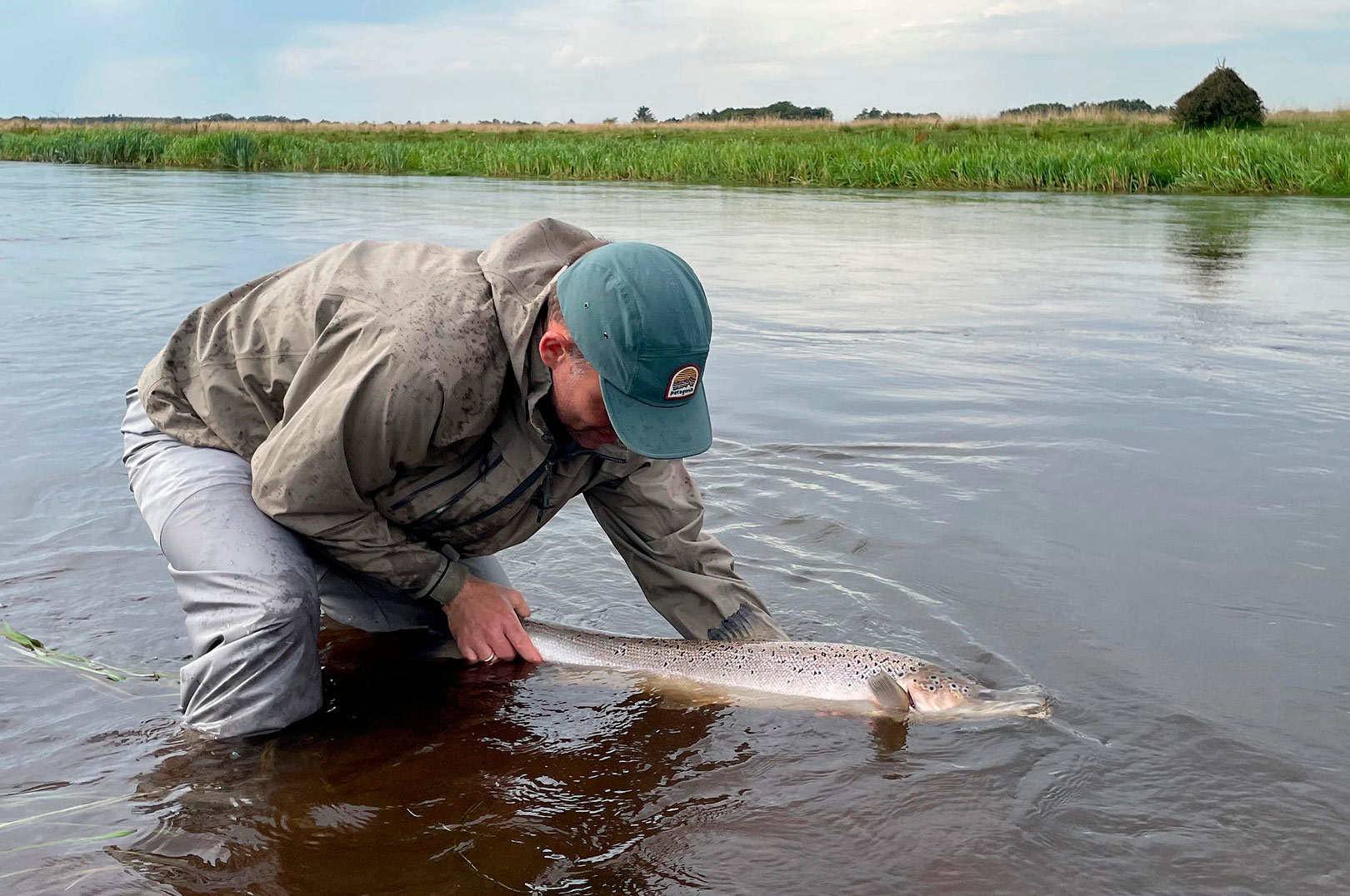 Genudsætning af en laks i Skjern Å.