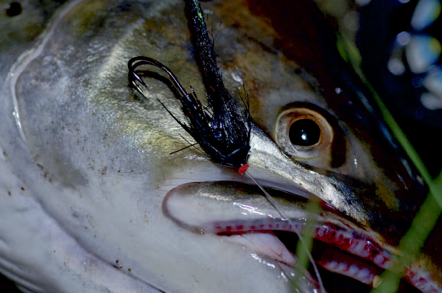 Havørred på flue fra en lille å.