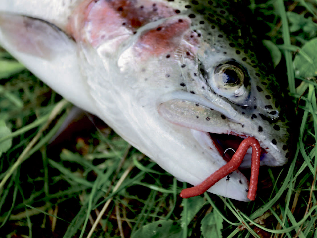 Regnbueørred taget på Gulp Earthworm.