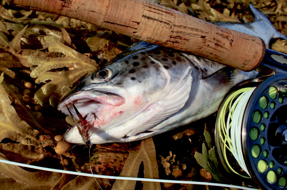Havørred taget på fluefiskeri langs Vestsjællands kyst.