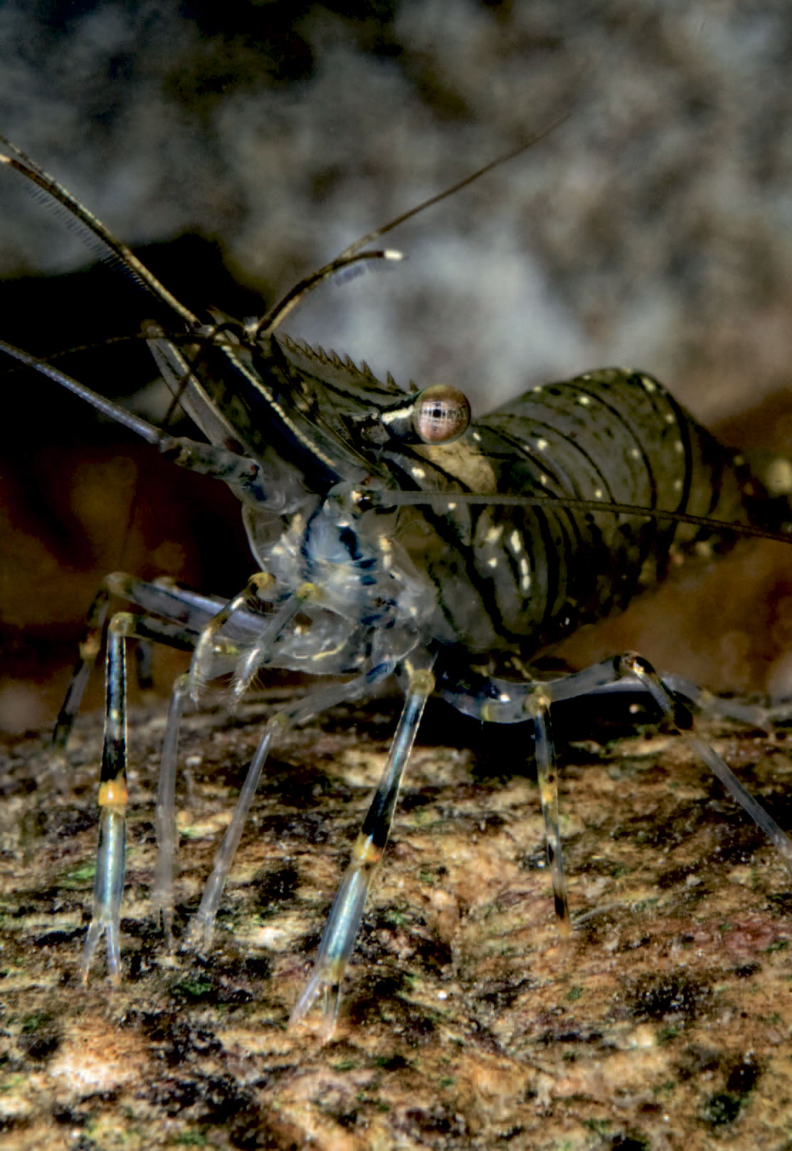 tangrejer er en af havørredens livretter langs kysten