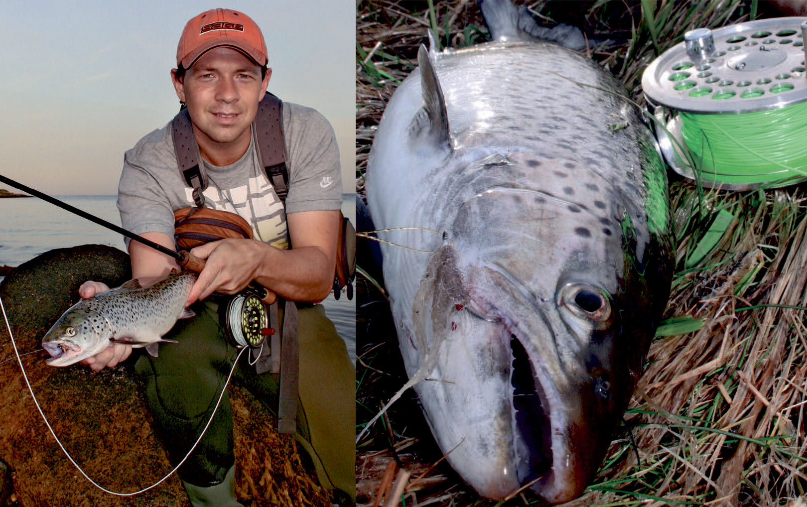 Havørred taget på flue langs Vestsjællands kyst.