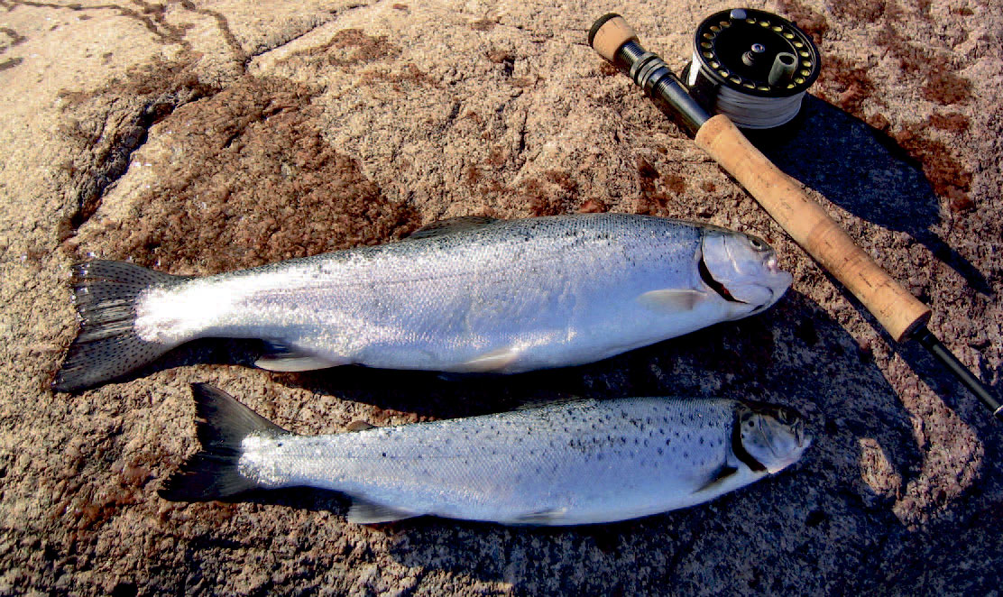 havørred og regnbueørred fra Vestsjælland