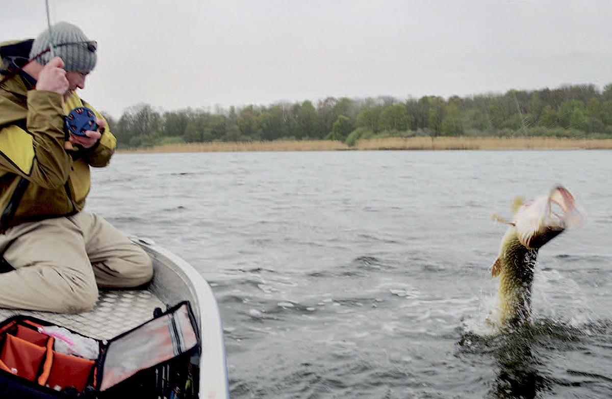 Fight af gedde på fluegrej