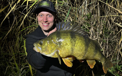 SVENSKER LANDER GIGANTABORRE I DANMARK