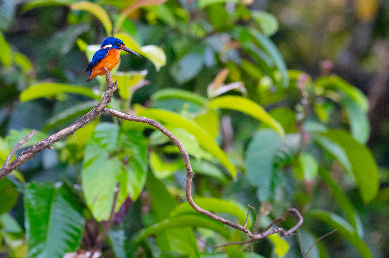 Blue eared kingfisher er den af Borneos isfugle, der ligner vores egen isfugl mest.