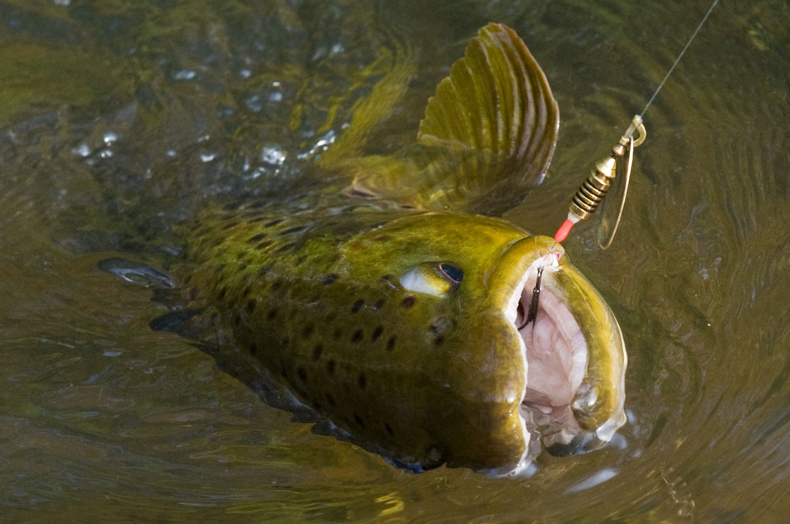 Bækørred taget på spinneren Mepps 3 Aglia fisket som glidende spinner