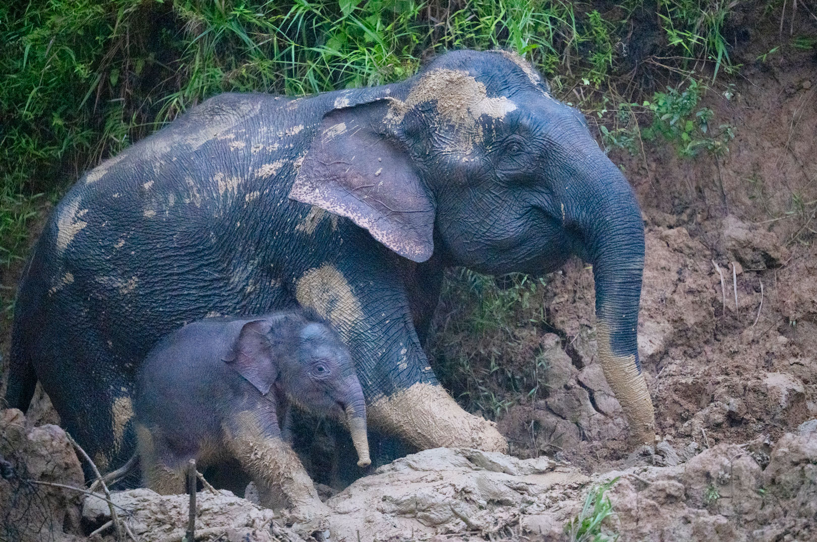 Pygmæelefanten finde kun på Borneo