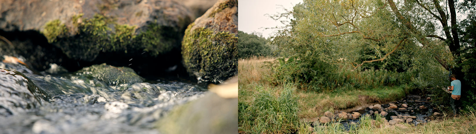 Harrestrup Å i København har potentialet til at blive en fin havørredå