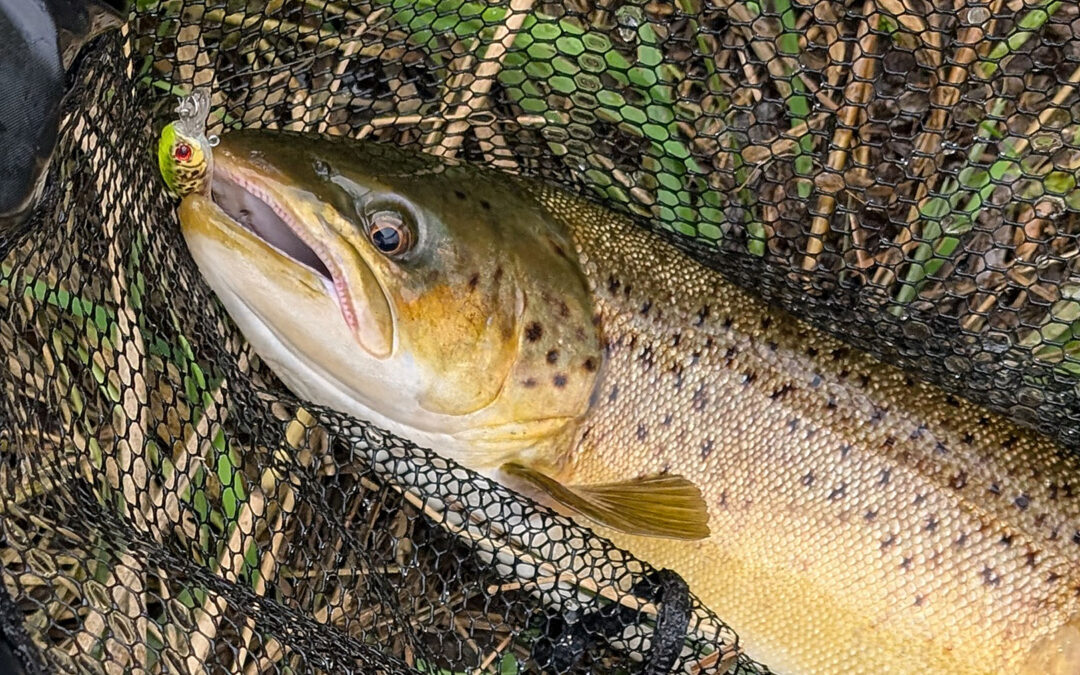 En flot havørred til Christian Preetzmann
