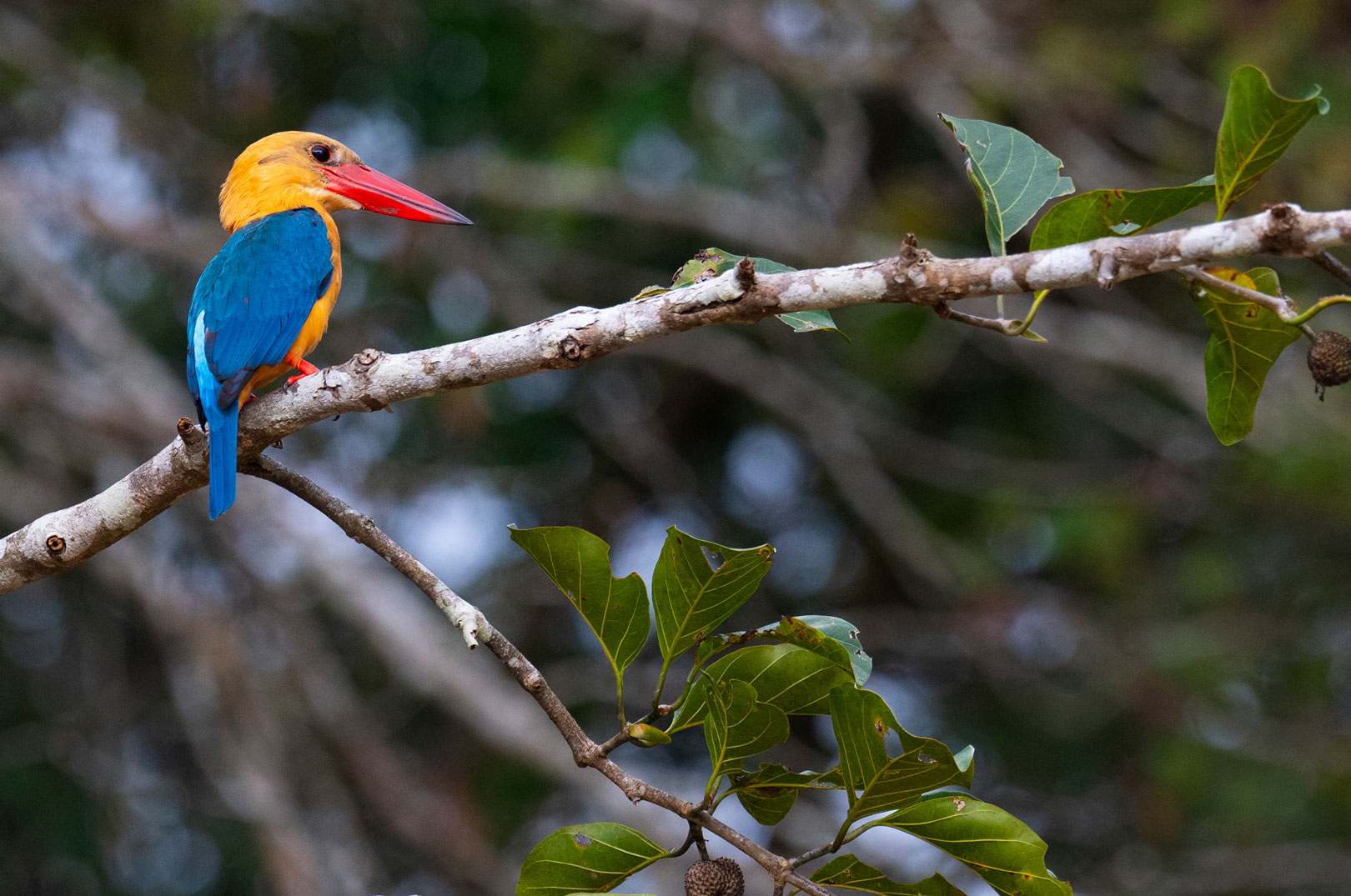 Storkbilled kingfisher