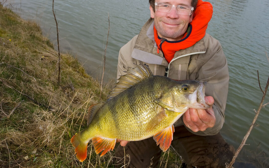 Jens Bursell med storaborre taget på softbait