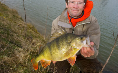 NY FORSKNING: FLOURSCERENDE SOFTBAITS GIVER IKKE FLERE ABORREHUG