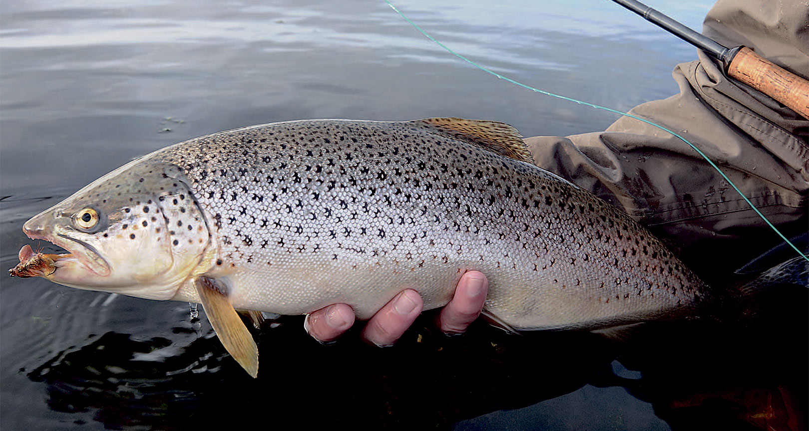 Havørred fanget på kystfluen Yellow Tail Fry
