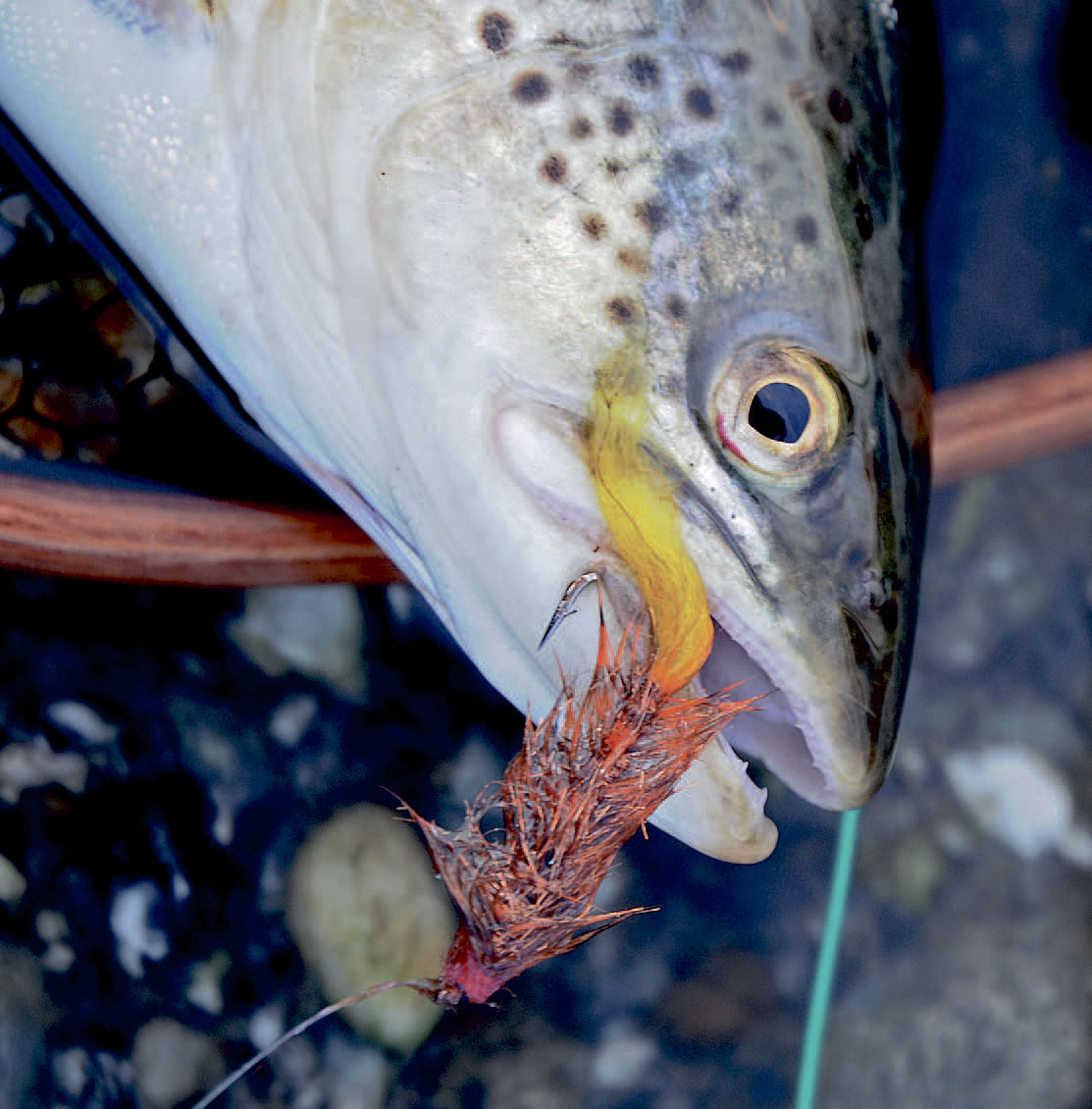 Havørred fanget på kystfluen Yellow Tail Fry