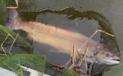 DAIWA OPEN 2025: EN FLOT LAKS FRA RIBE VESTERÅ