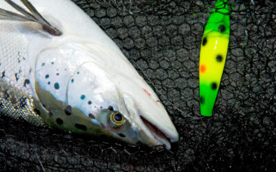 TVUNGEN FANGSTINDBERETNING I 2026 AF BESKYTTEDE FISKEARTER I SALTVAND