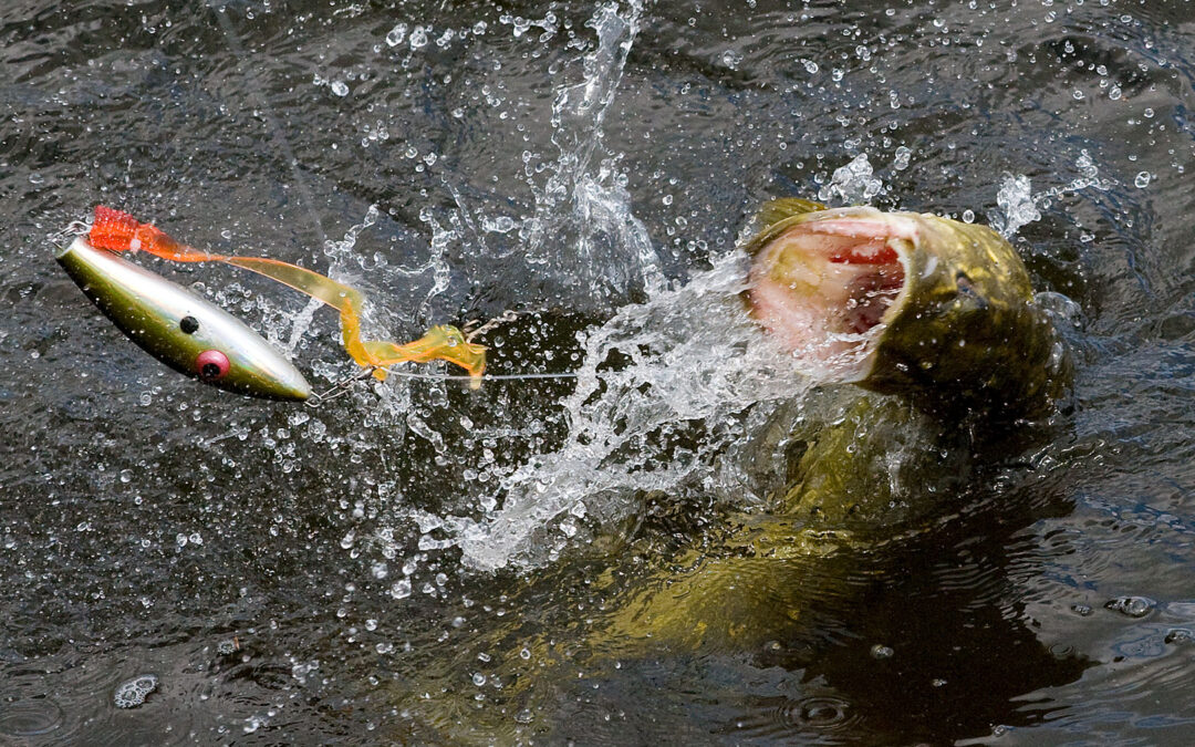 Gedde på magnet-rig