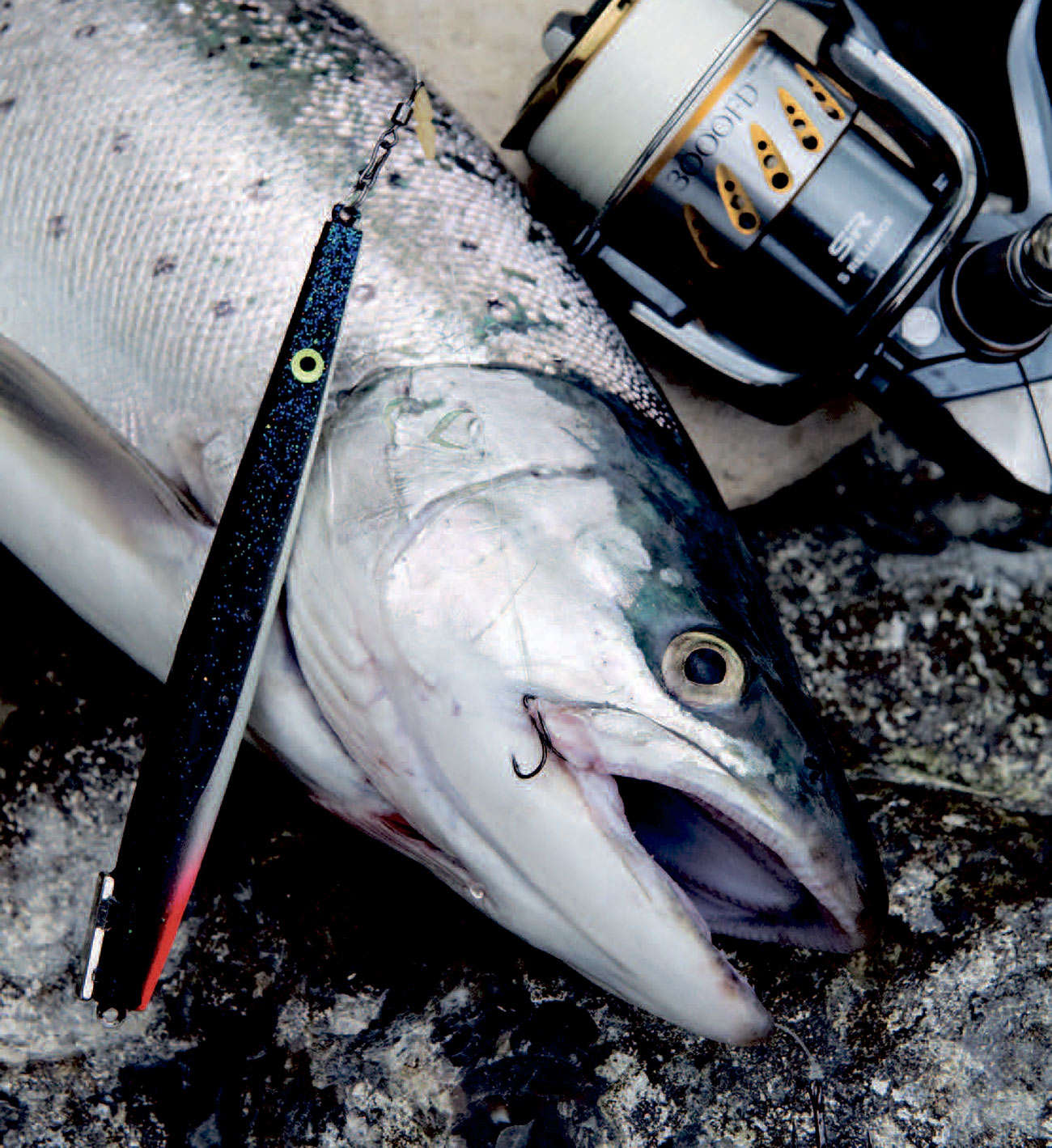 Havørred på kystwobler fisket med magnet rig