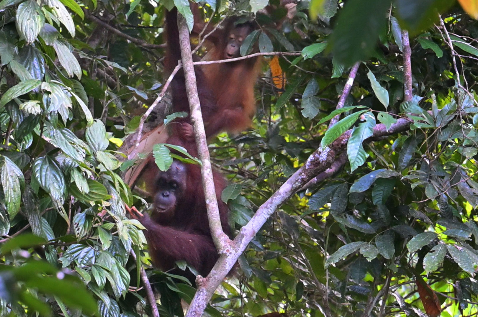 Orangutang Borneo