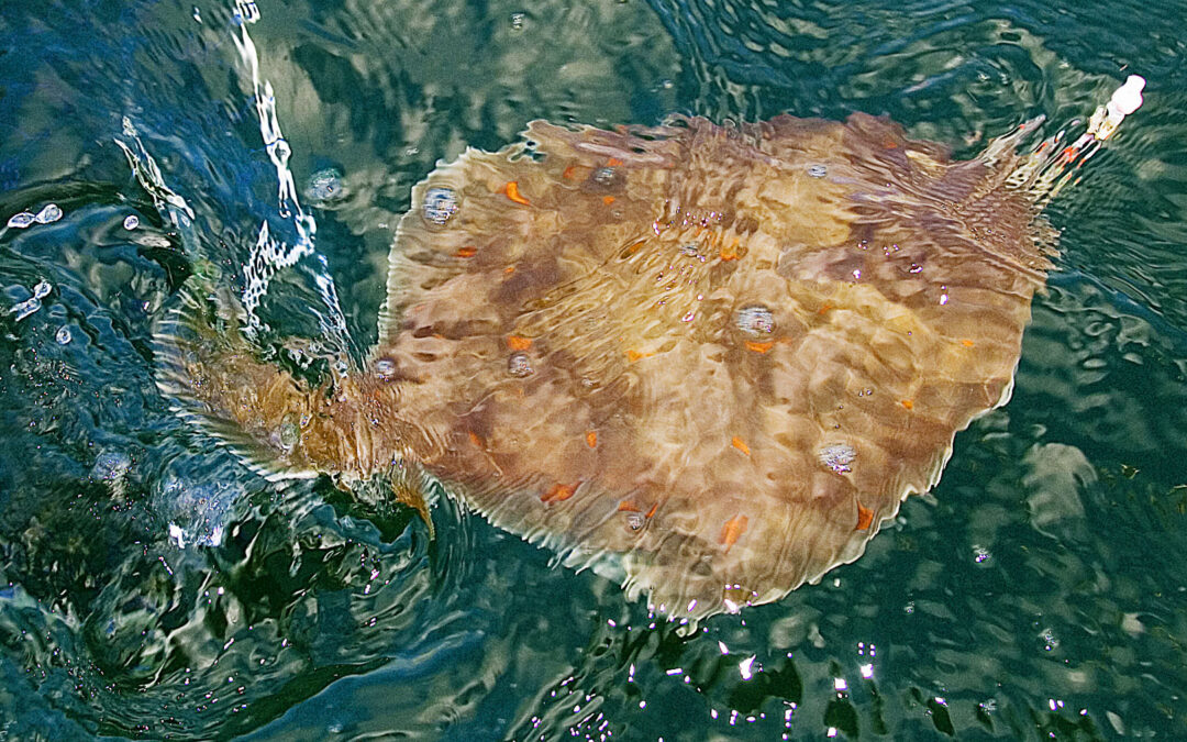 Rødspætten er kåret som Danmarks Nationalfisk