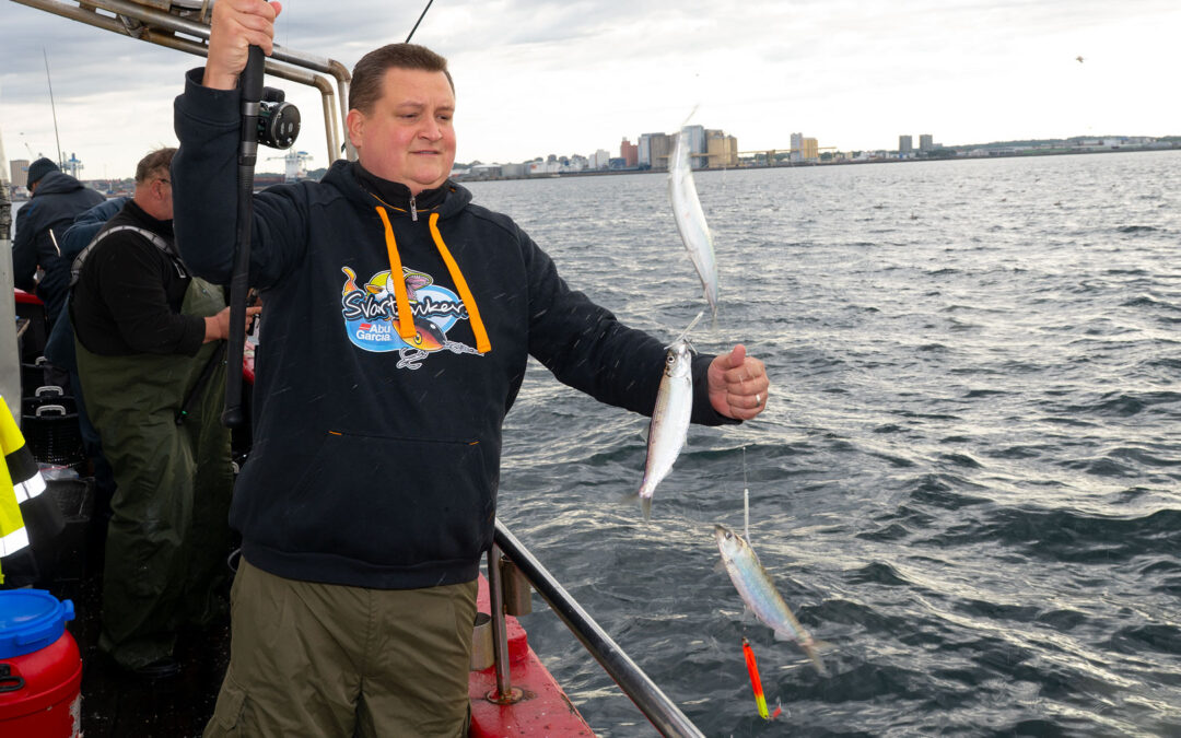 Sildebestanden er på vej ned