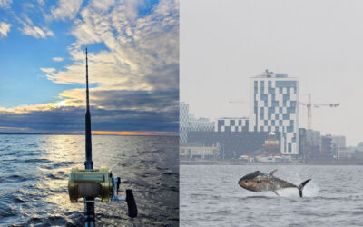 SÅ KØRER TUNFISKERIET IGEN I ØRESUND