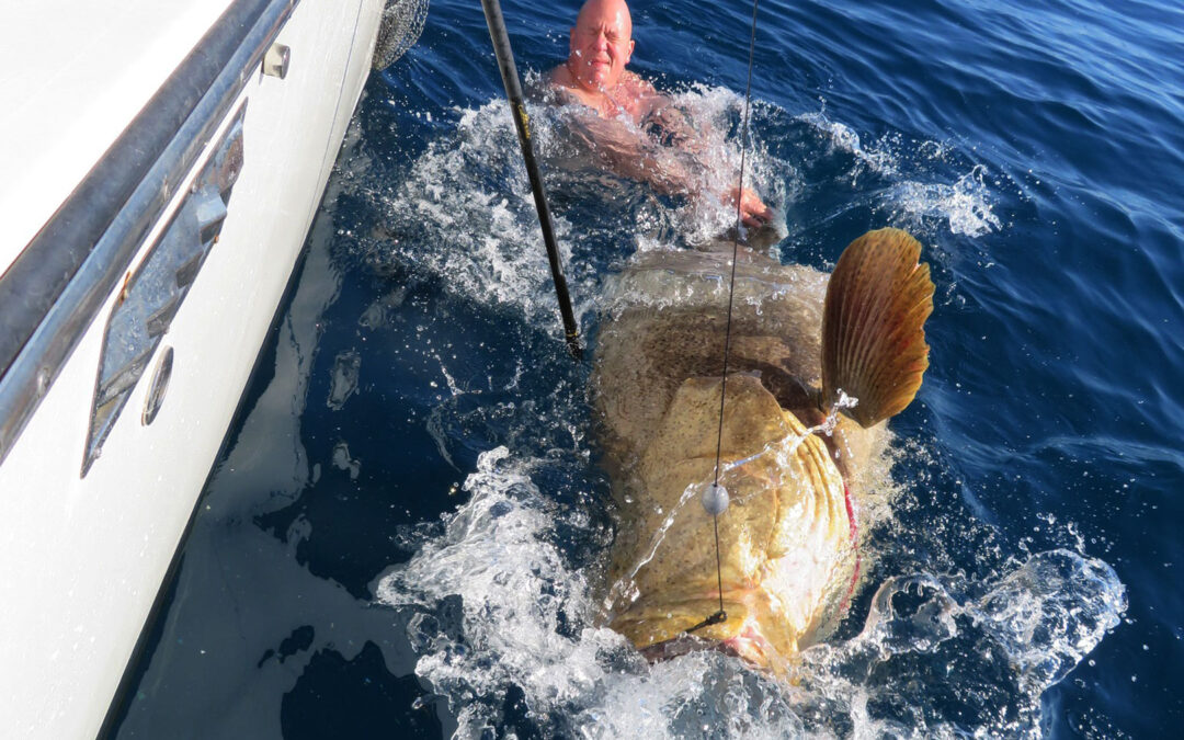 Carsten Faber fra Hvidovresport med en stor golitath grouper fra Florida.