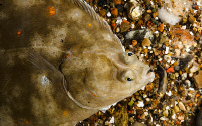 KOM TIL FOREDRAG OM RØDSPÆTTEN PÅ ØRESUNDSAKVARIET